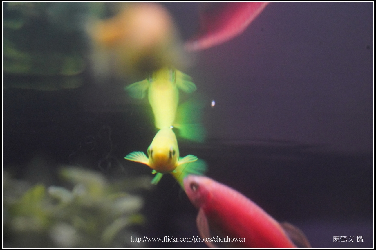 螢光斑馬魚_0131_Fluorescent Zebrafish.jpg