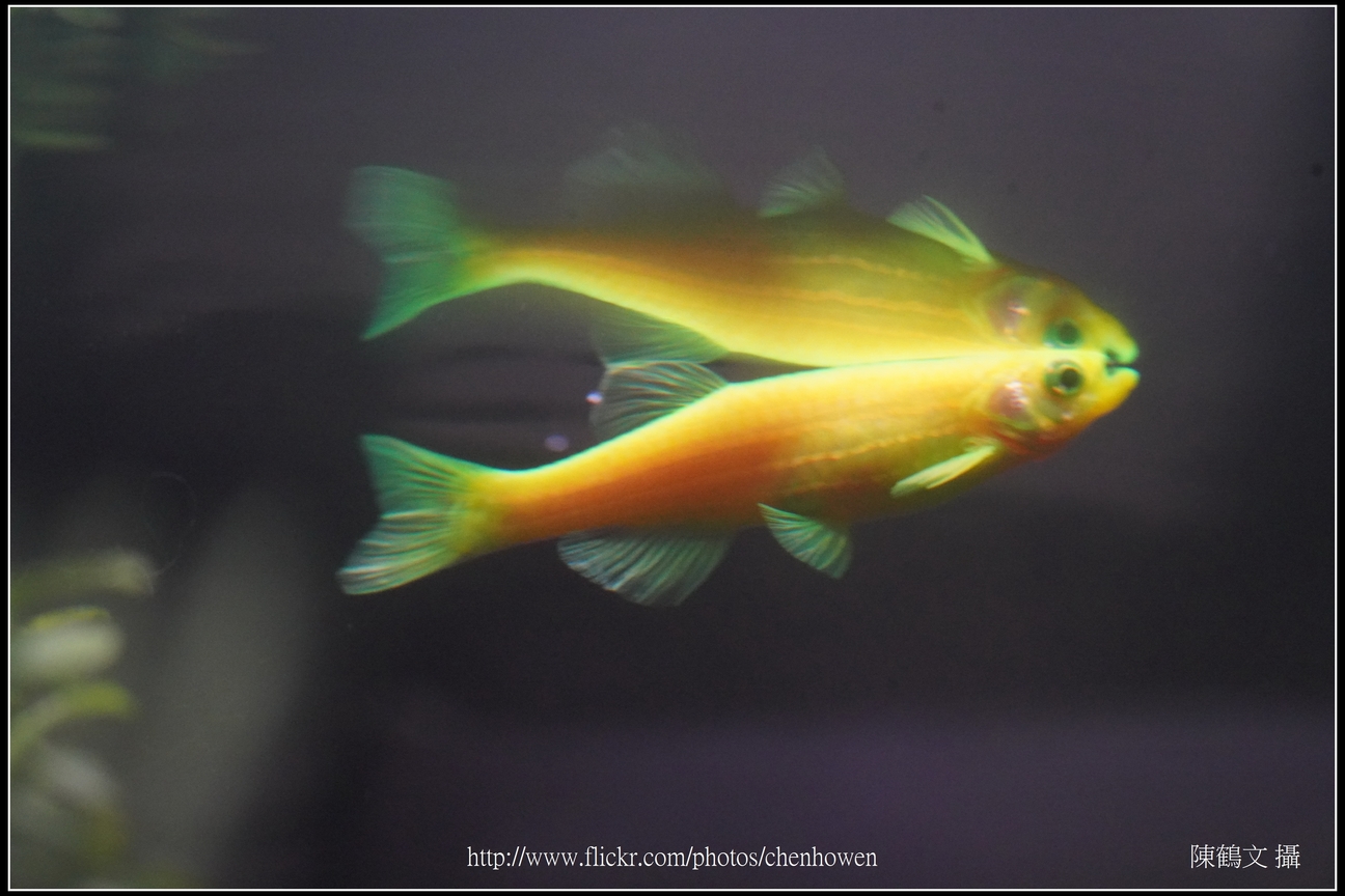 螢光斑馬魚_0132_Fluorescent Zebrafish.jpg