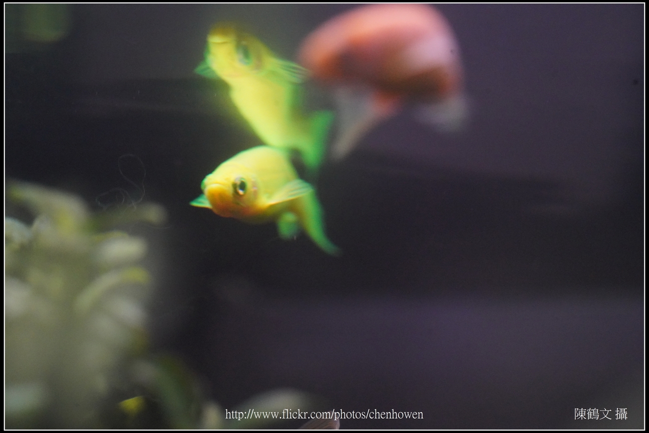螢光斑馬魚_0128_Fluorescent Zebrafish.jpg