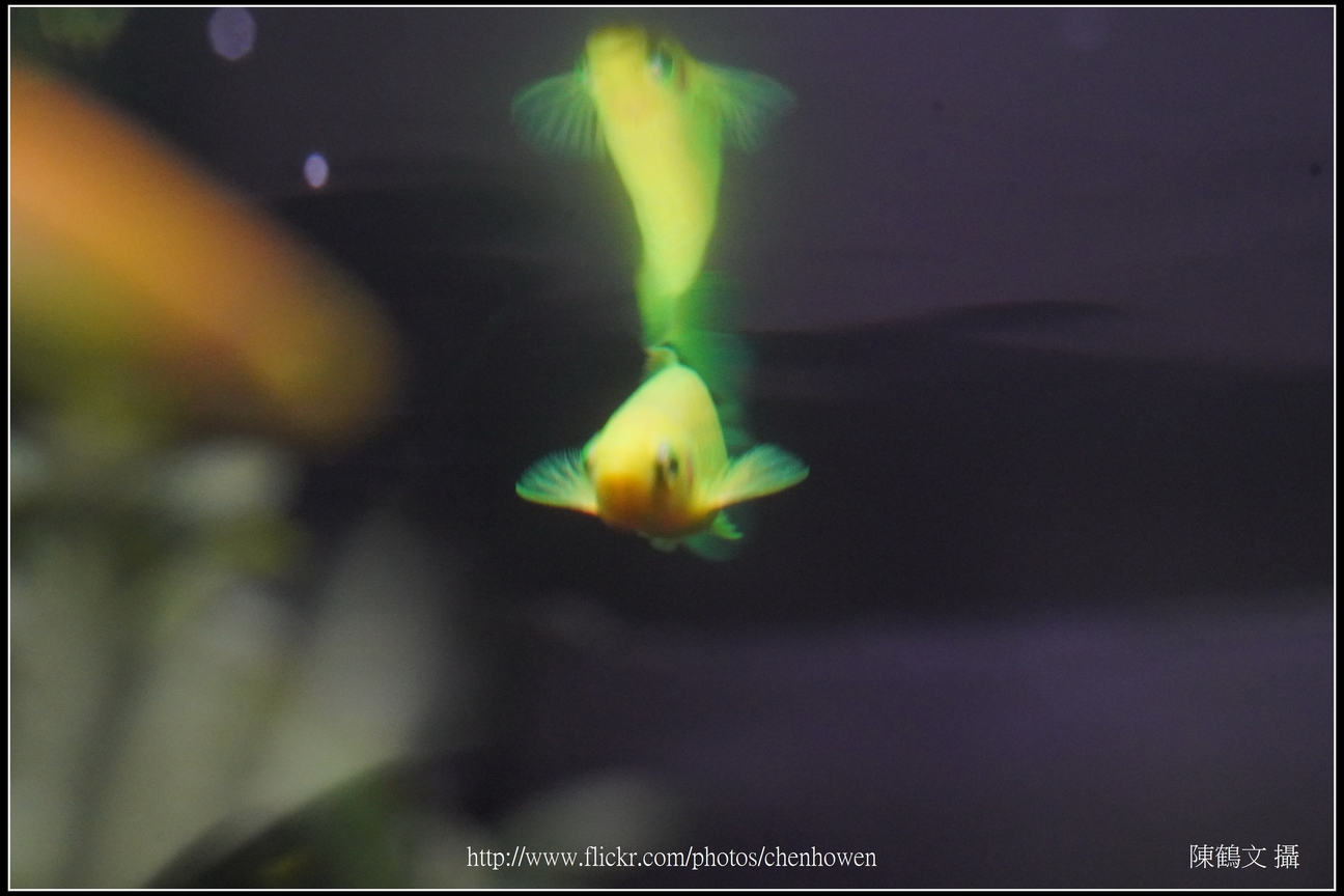 螢光斑馬魚_0130_Fluorescent Zebrafish.jpg