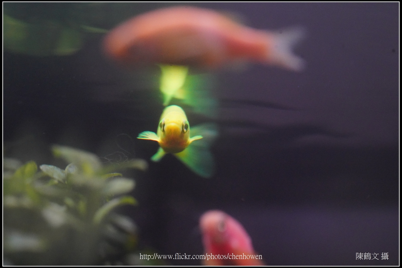 螢光斑馬魚_0129_Fluorescent Zebrafish.jpg
