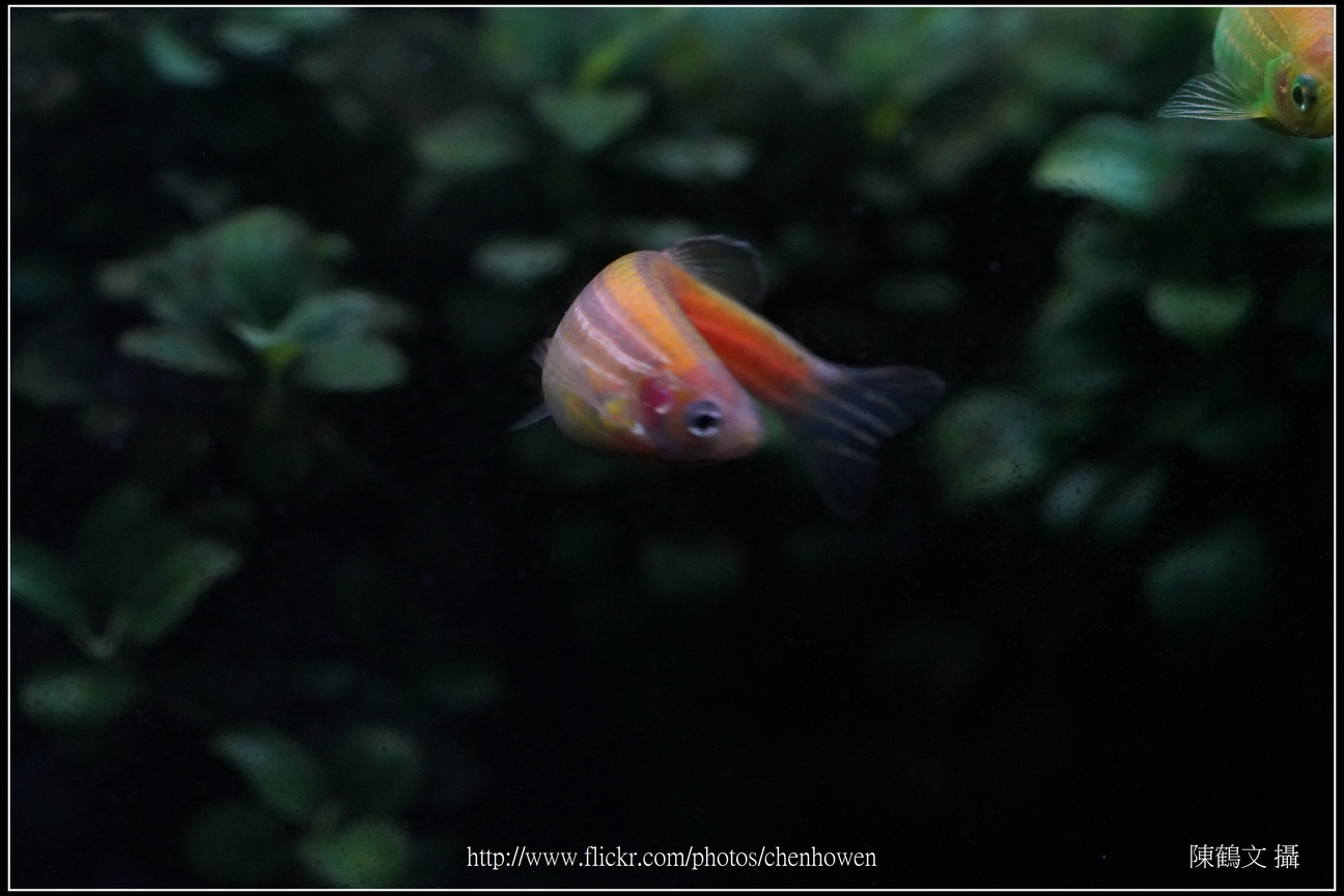 螢光斑馬魚_0107_Fluorescent Zebrafish.jpg