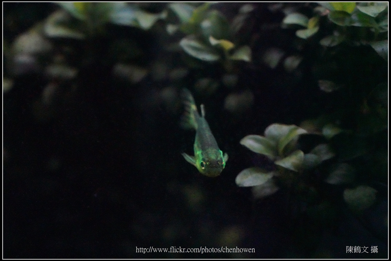 螢光斑馬魚_0106_Fluorescent Zebrafish.jpg