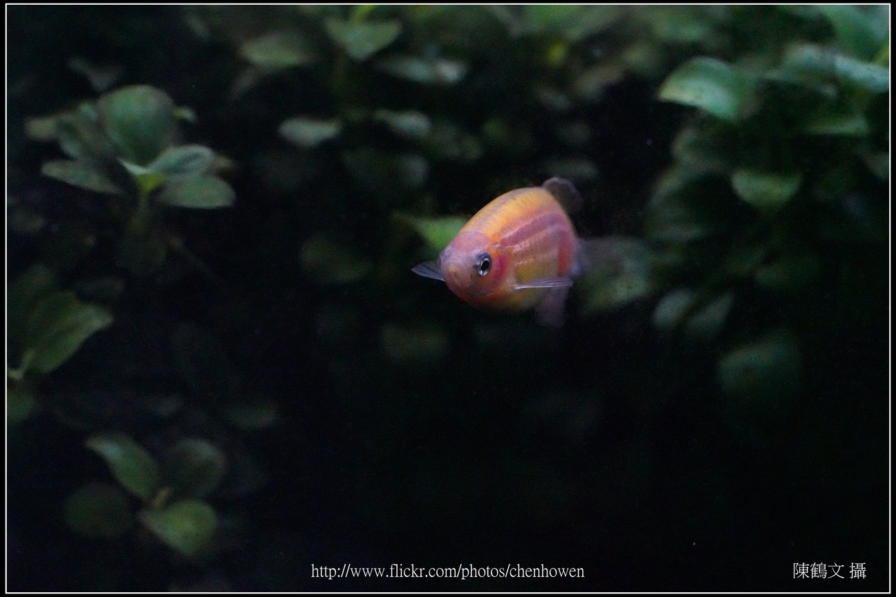螢光斑馬魚_0100_Fluorescent Zebrafish.jpg