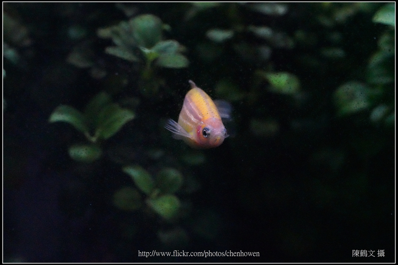 螢光斑馬魚_0099_Fluorescent Zebrafish.jpg