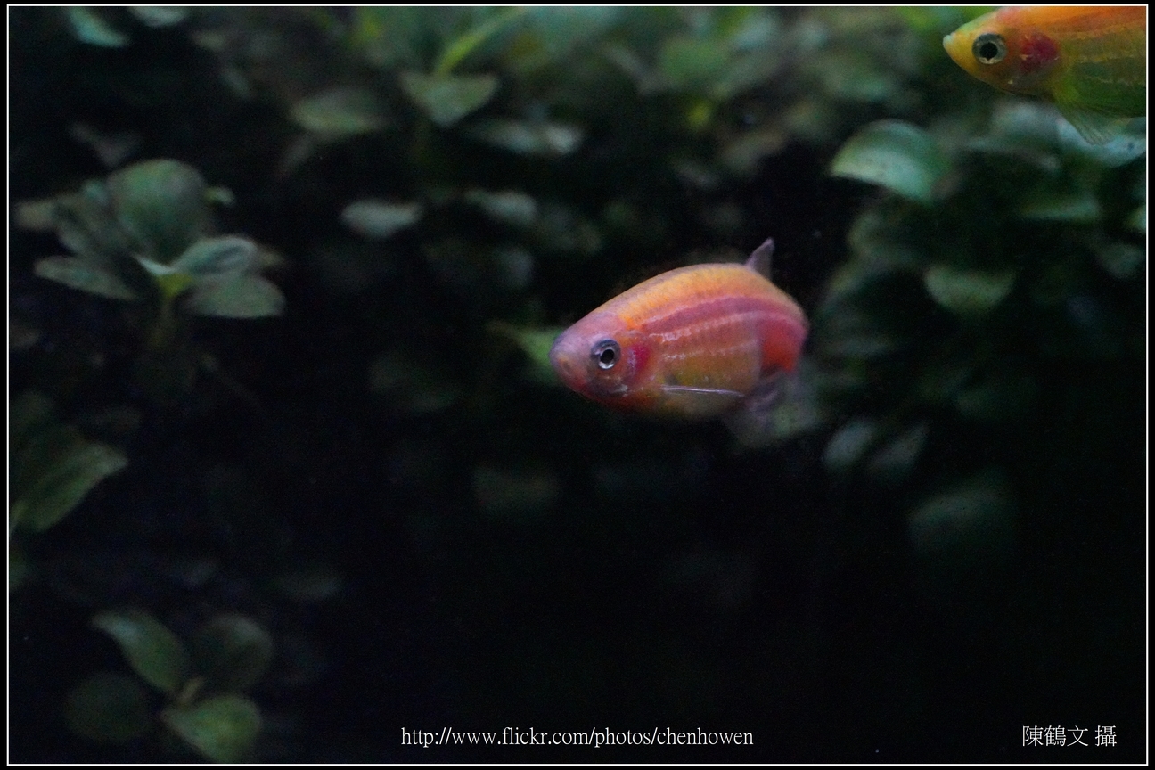 螢光斑馬魚_0101_Fluorescent Zebrafish.jpg