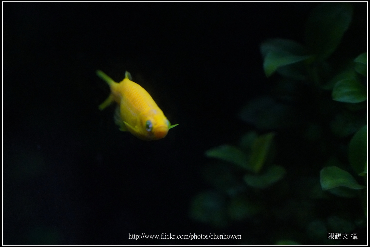 螢光斑馬魚_0119_Fluorescent Zebrafish.jpg