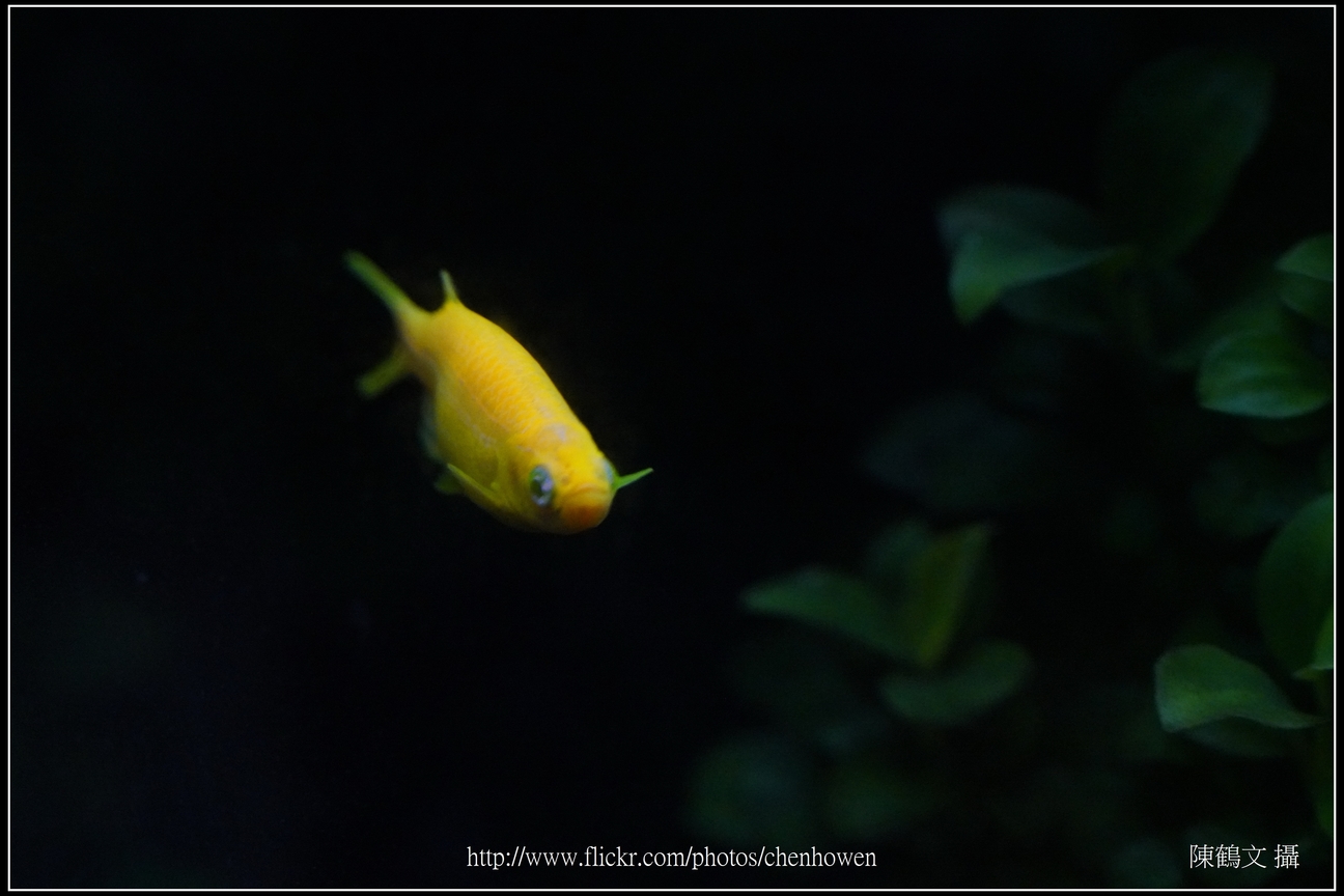 螢光斑馬魚_0118_Fluorescent Zebrafish.jpg