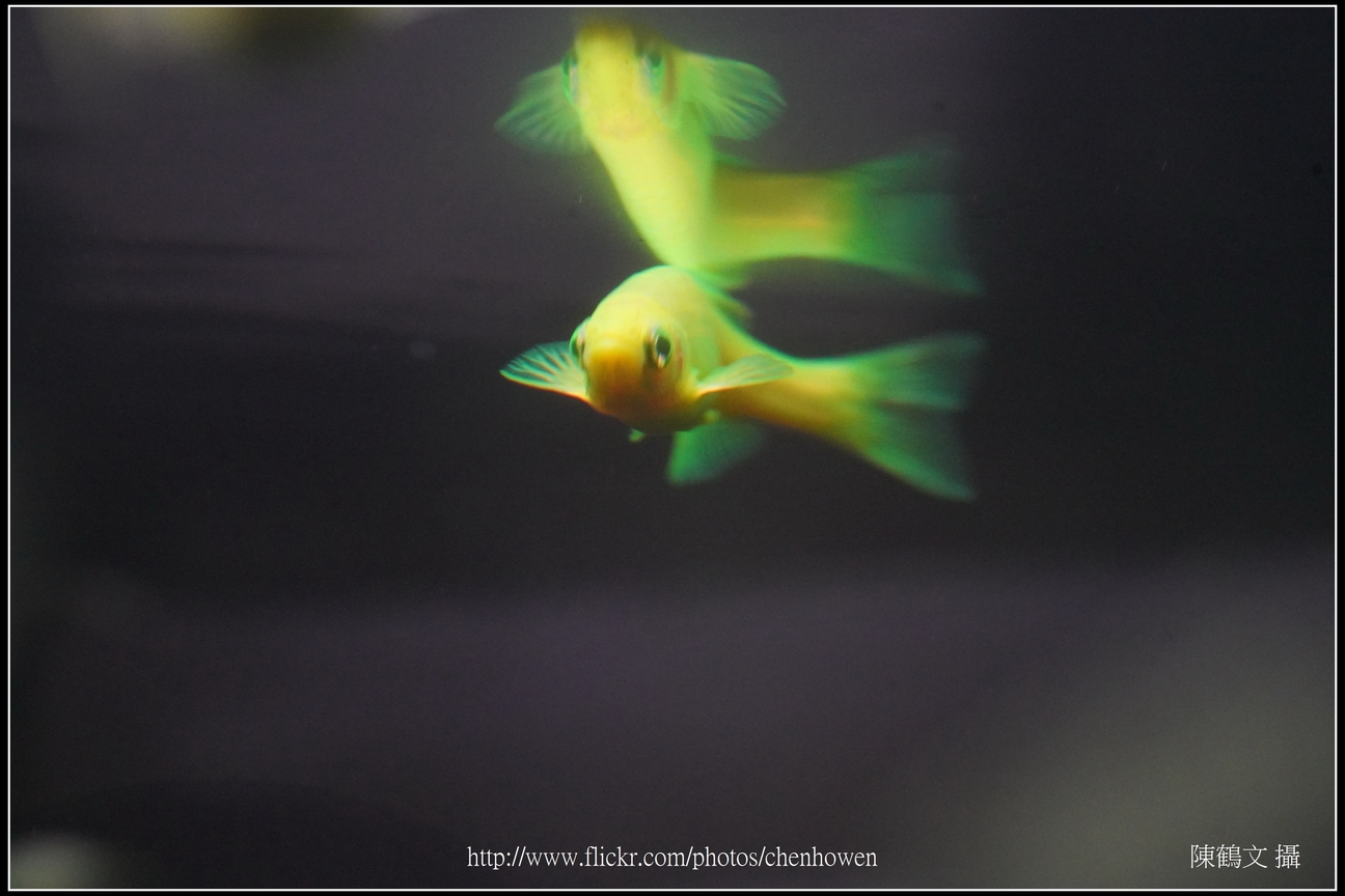 螢光斑馬魚_0121_Fluorescent Zebrafish.jpg