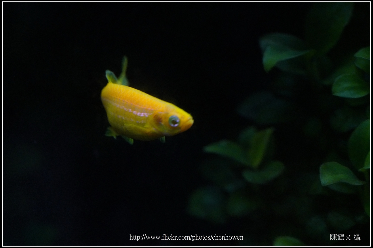 螢光斑馬魚_0120_Fluorescent Zebrafish.jpg