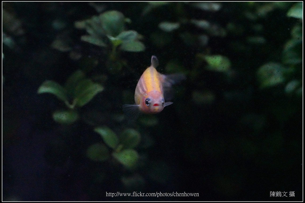 螢光斑馬魚_0098_Fluorescent Zebrafish.jpg