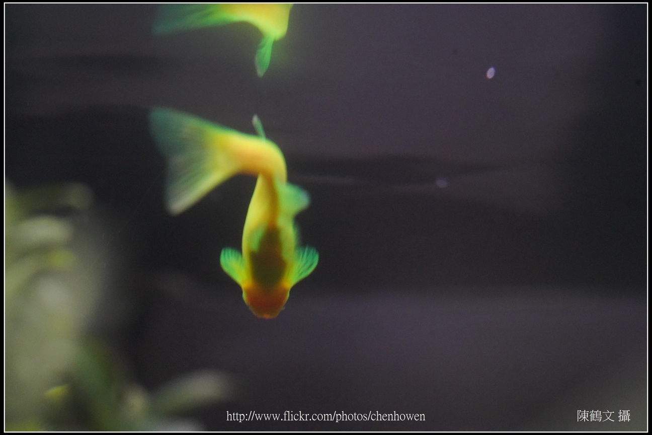 螢光斑馬魚_0139_Fluorescent Zebrafish.jpg