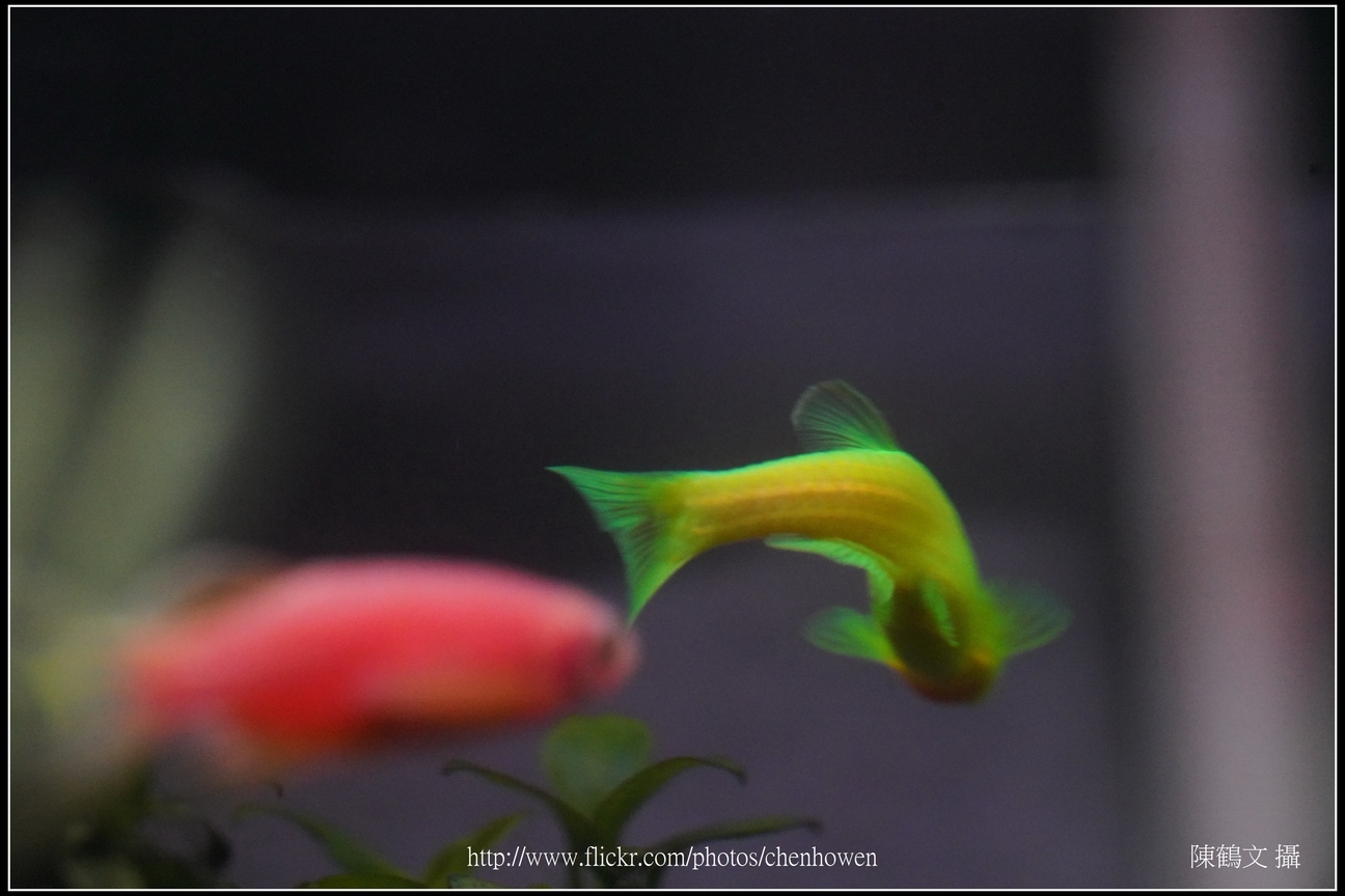 螢光斑馬魚_0141_Fluorescent Zebrafish.jpg