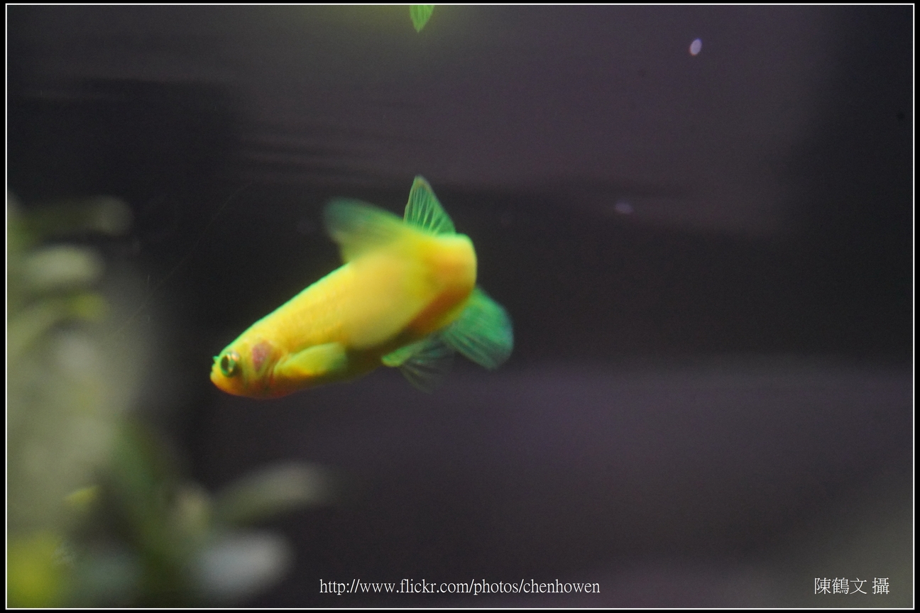 螢光斑馬魚_0140_Fluorescent Zebrafish.jpg