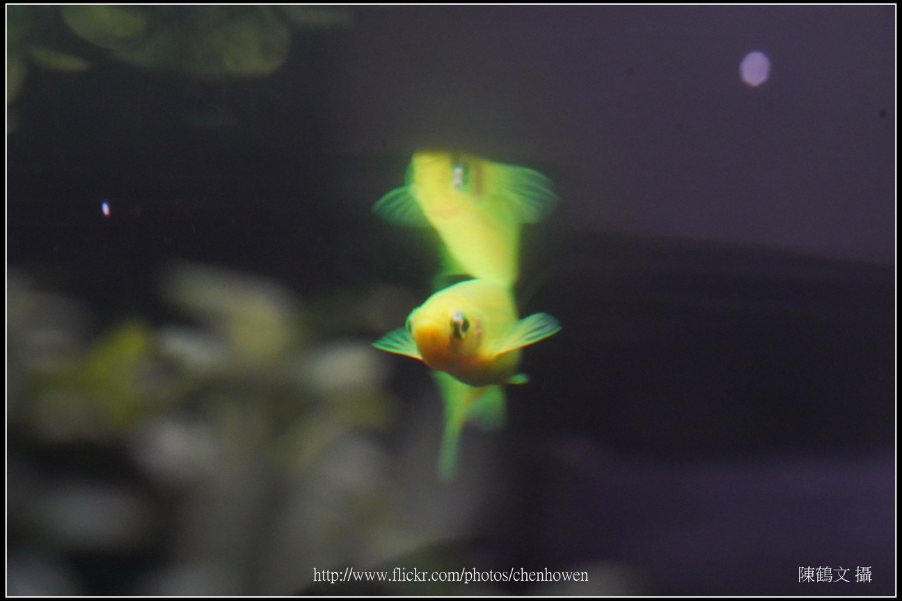 螢光斑馬魚_0136_Fluorescent Zebrafish.jpg