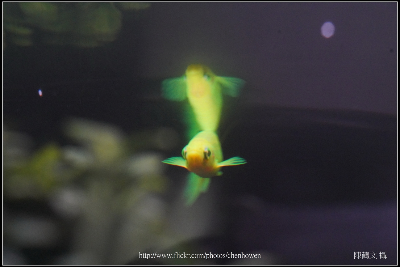 螢光斑馬魚_0135_Fluorescent Zebrafish.jpg