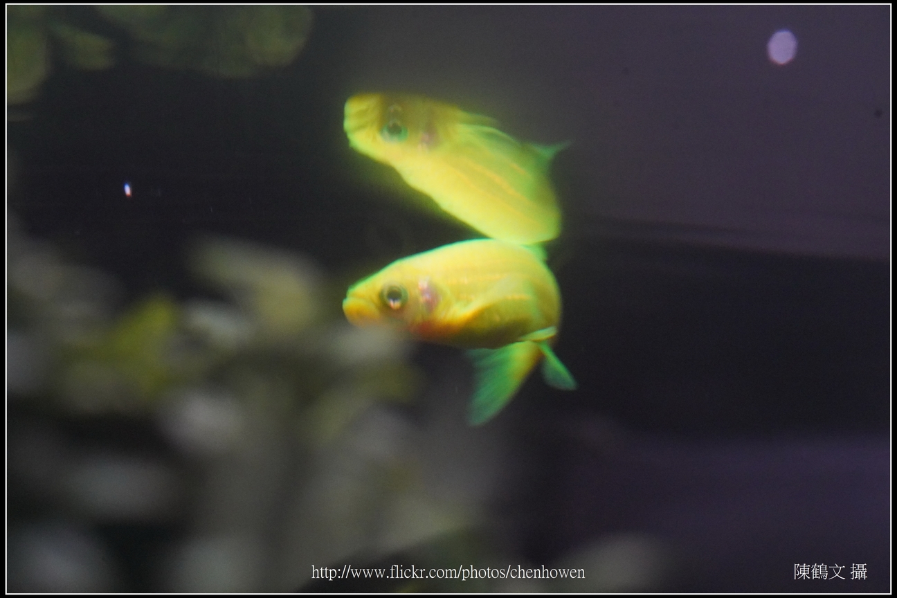 螢光斑馬魚_0138_Fluorescent Zebrafish.jpg
