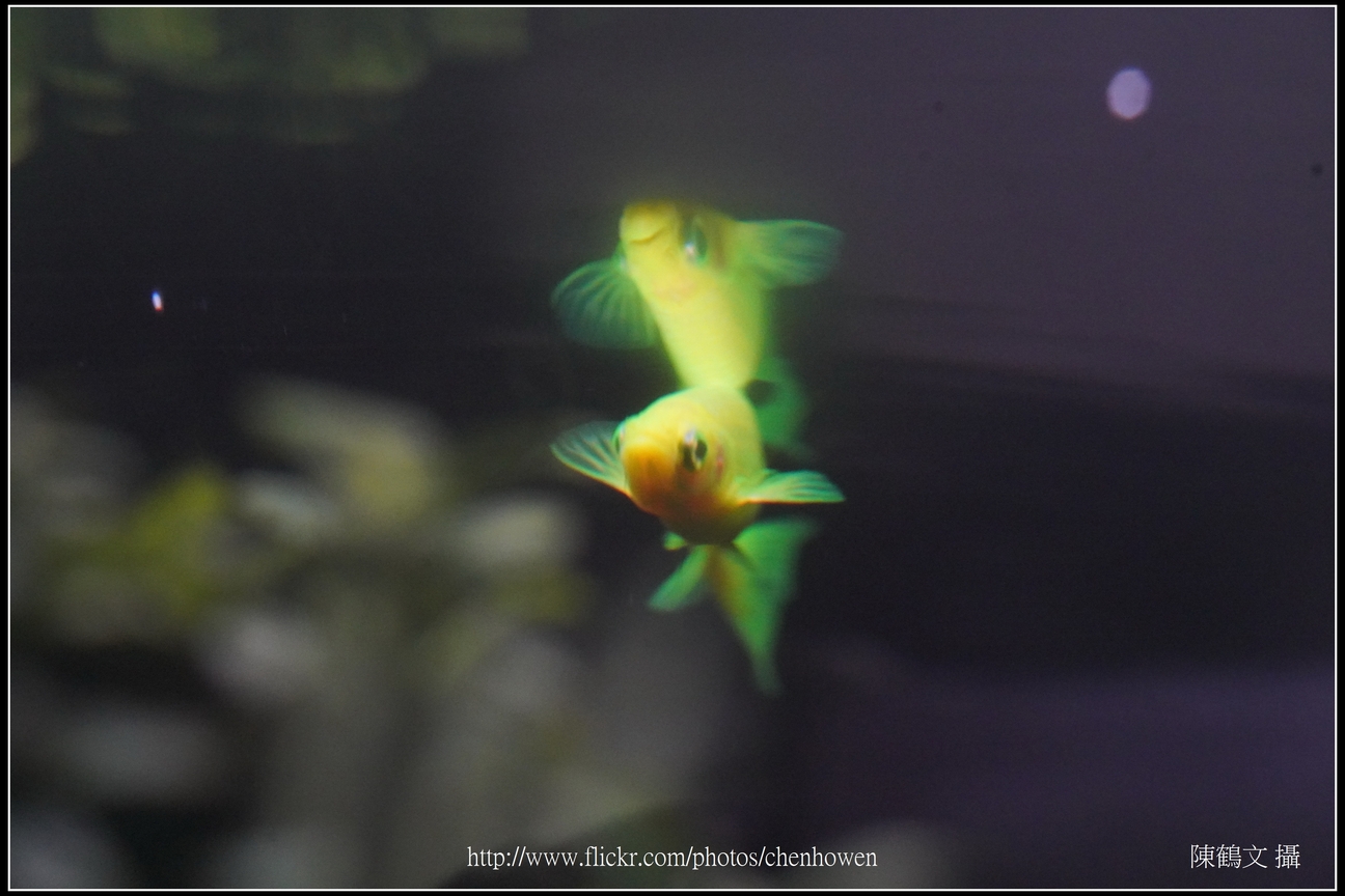 螢光斑馬魚_0137_Fluorescent Zebrafish.jpg