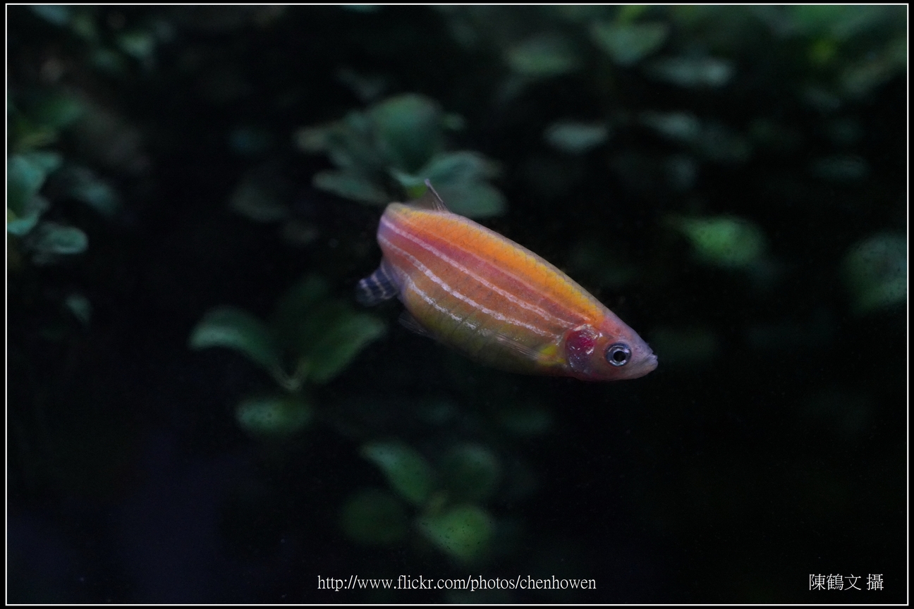 螢光斑馬魚_0109_Fluorescent Zebrafish.jpg