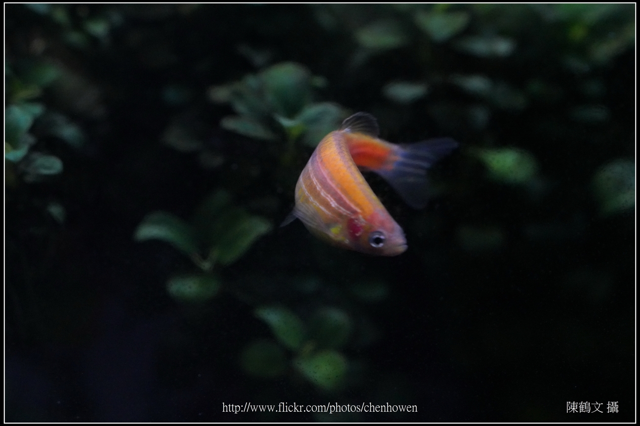 螢光斑馬魚_0108_Fluorescent Zebrafish.jpg