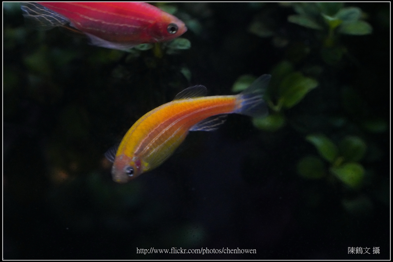 螢光斑馬魚_0111_Fluorescent Zebrafish.jpg