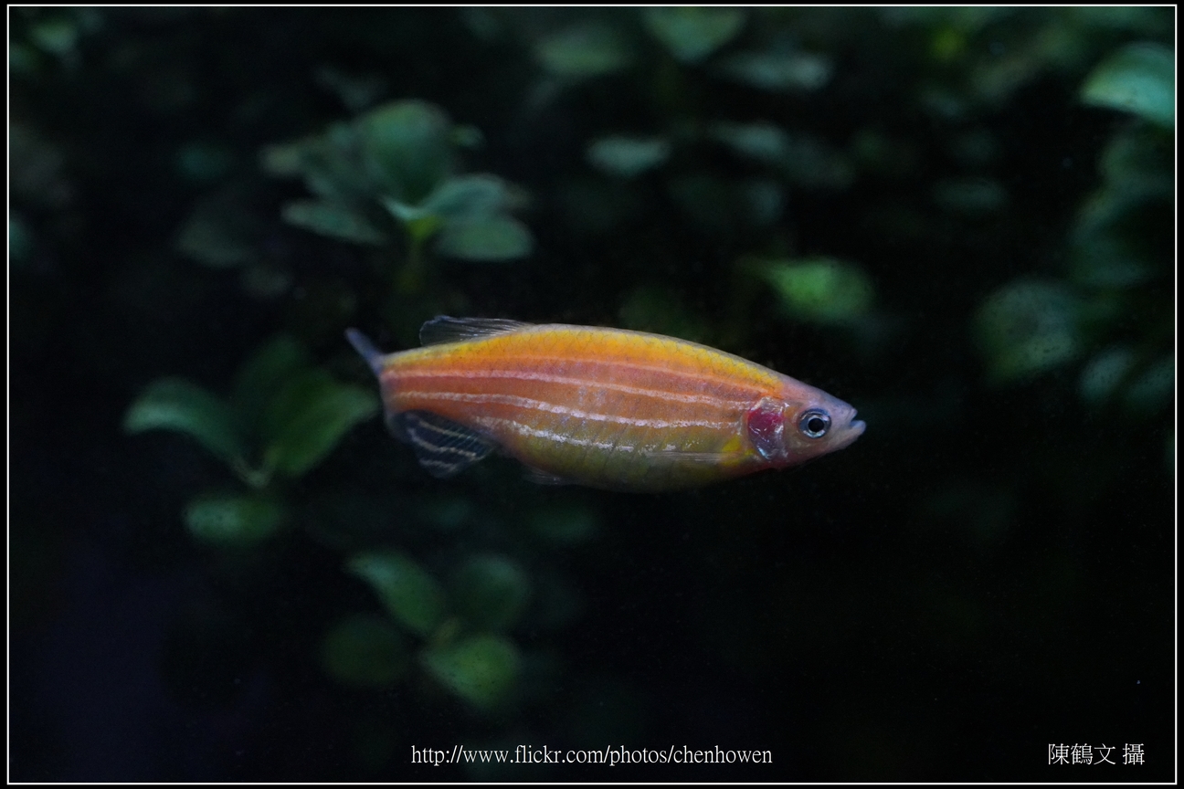 螢光斑馬魚_0110_Fluorescent Zebrafish.jpg