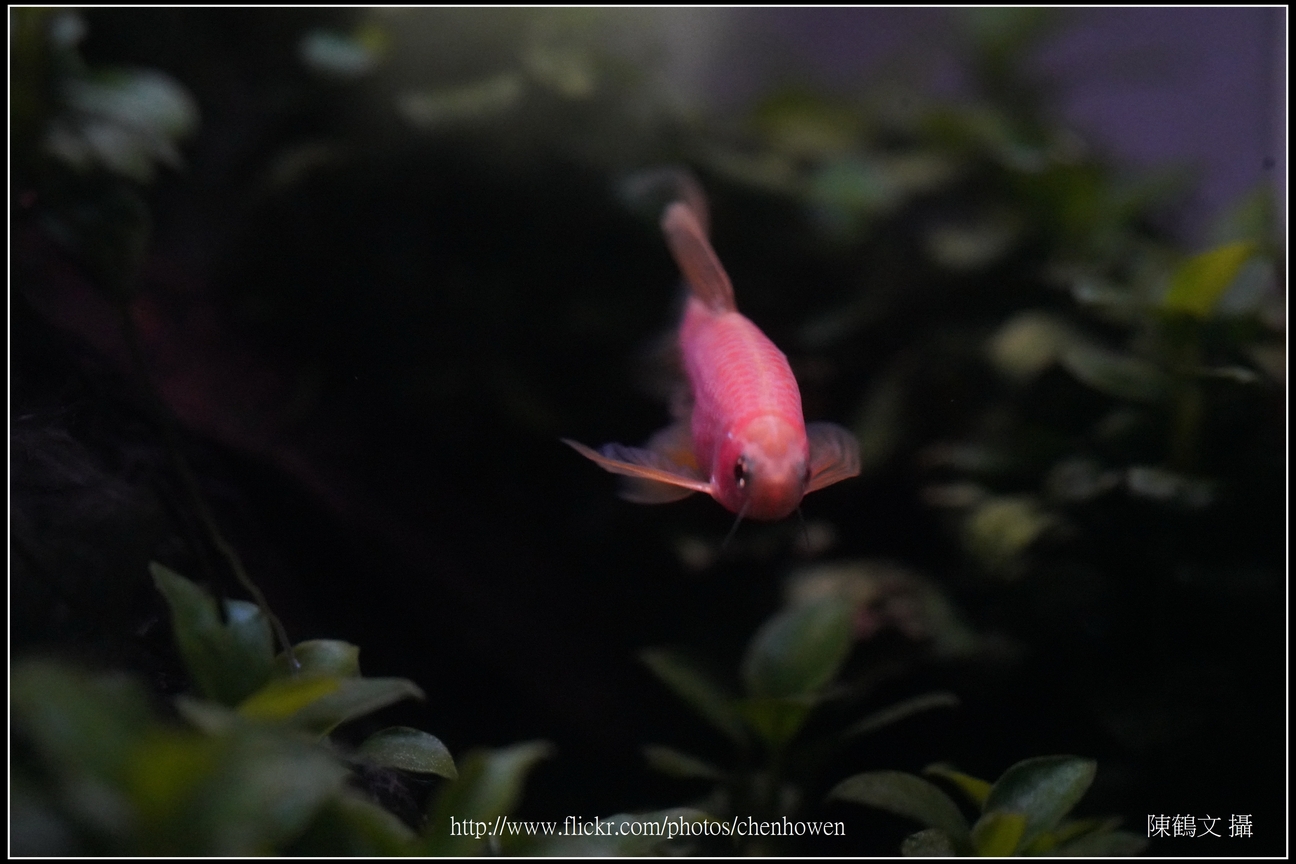 螢光斑馬魚_0163_Fluorescent Zebrafish.jpg
