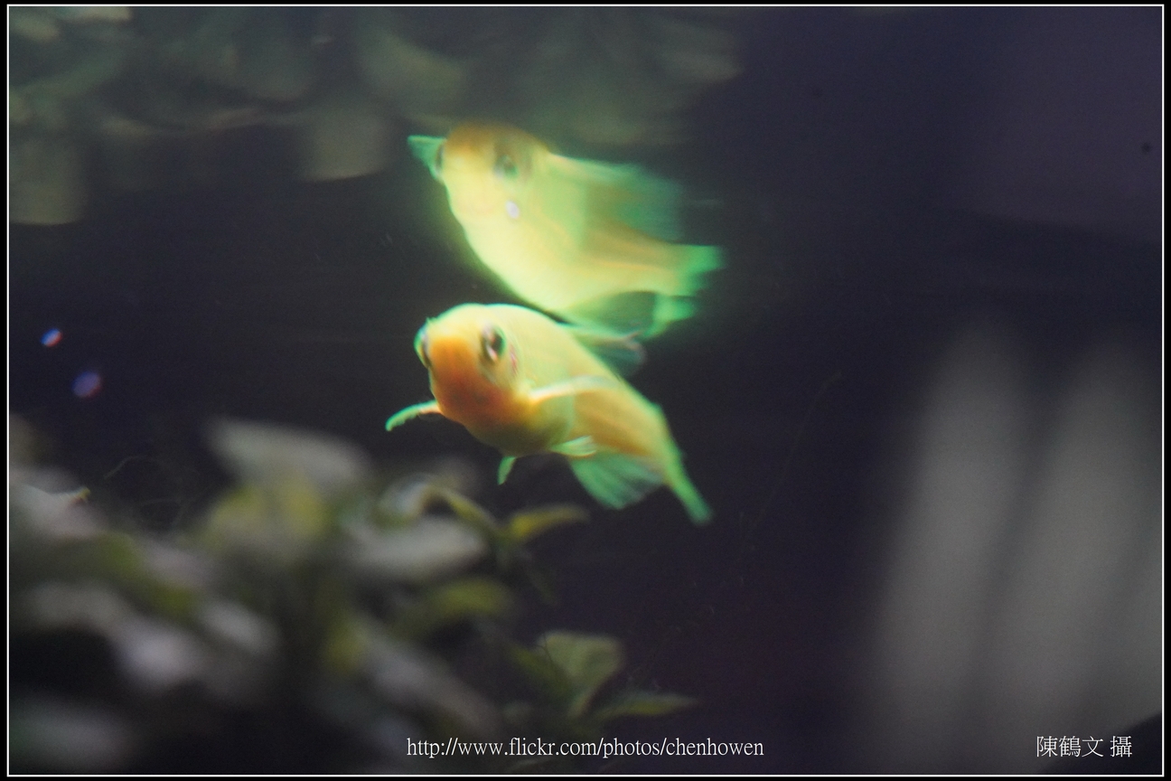 螢光斑馬魚_0162_Fluorescent Zebrafish.jpg