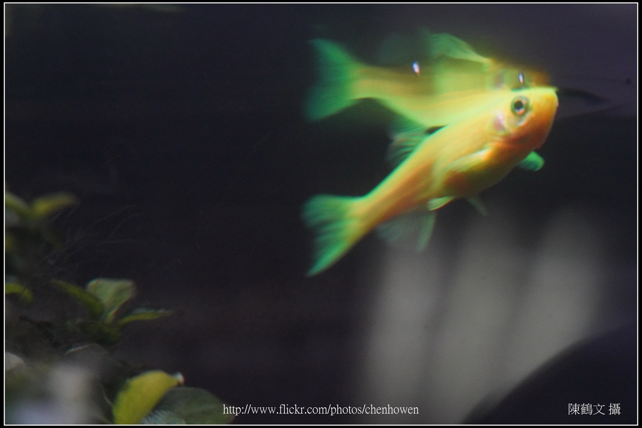 螢光斑馬魚_0153_Fluorescent Zebrafish.jpg