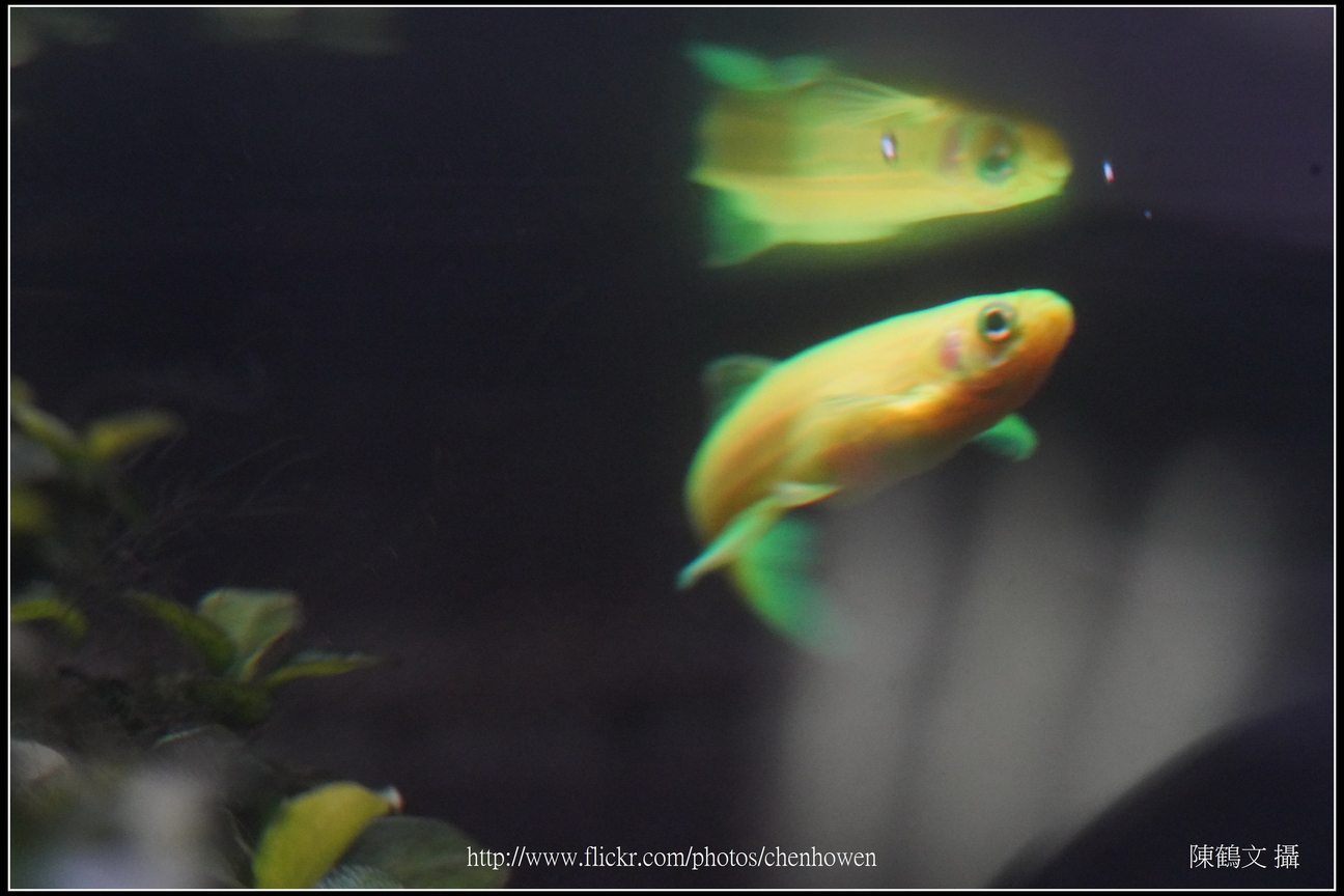 螢光斑馬魚_0152_Fluorescent Zebrafish.jpg