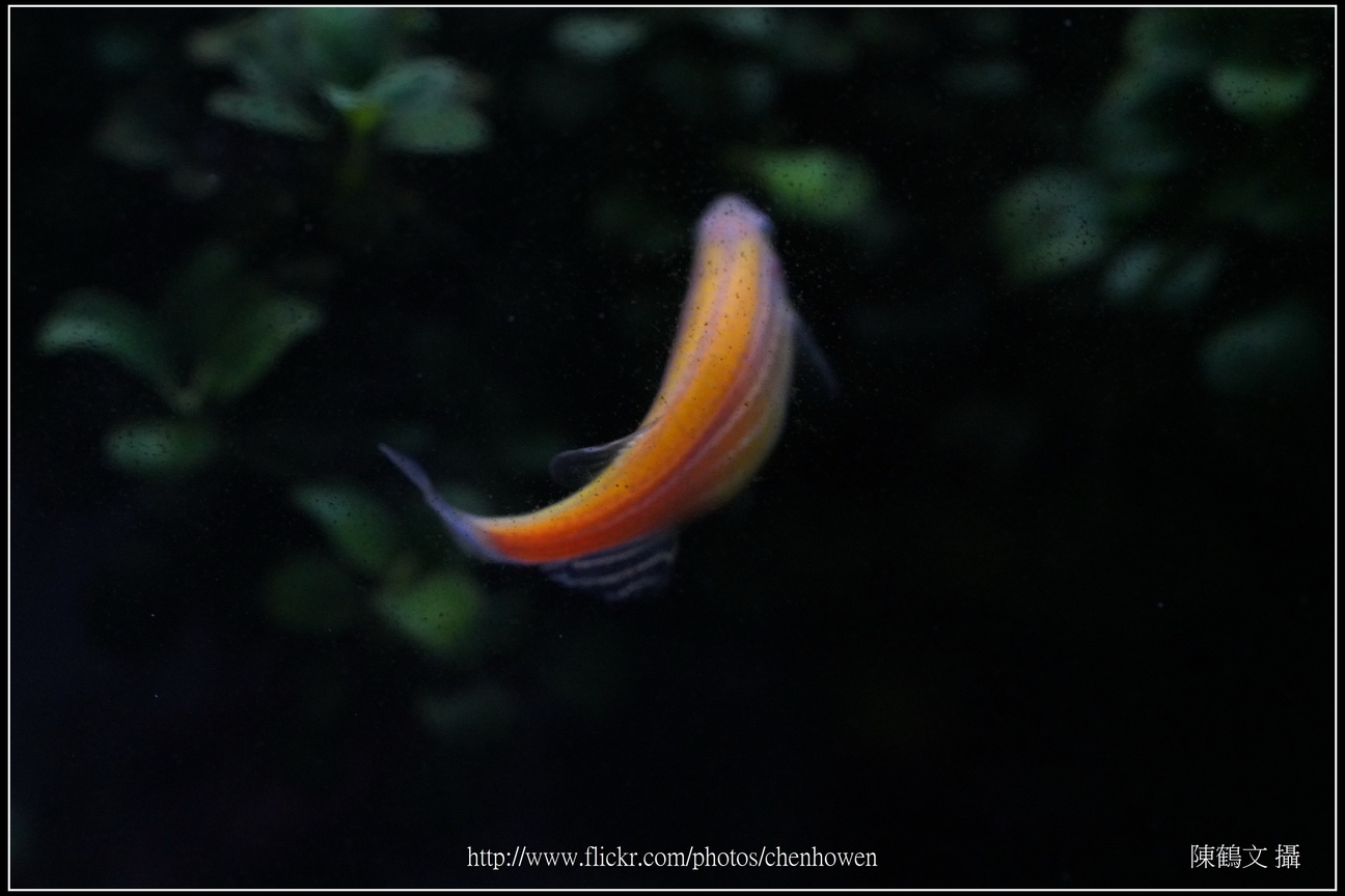 螢光斑馬魚_0113_Fluorescent Zebrafish.jpg