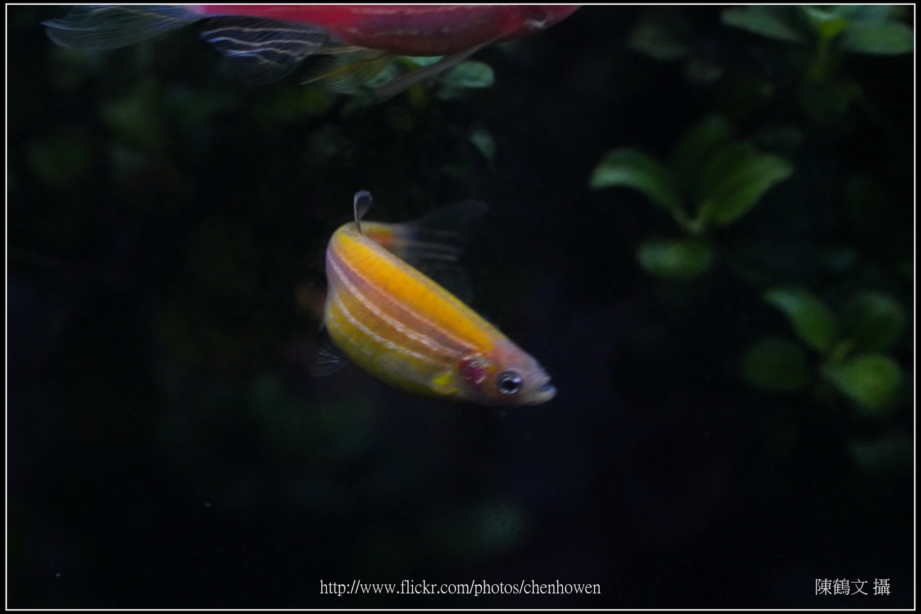 螢光斑馬魚_0112_Fluorescent Zebrafish.jpg