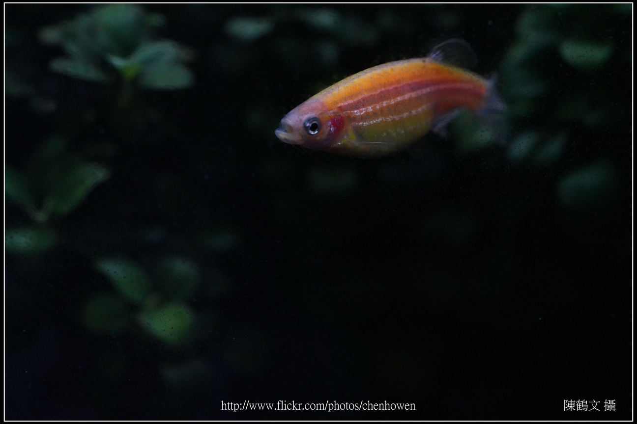 螢光斑馬魚_0115_Fluorescent Zebrafish.jpg