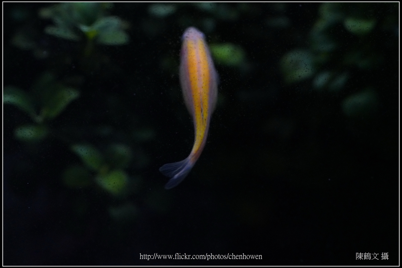 螢光斑馬魚_0114_Fluorescent Zebrafish.jpg