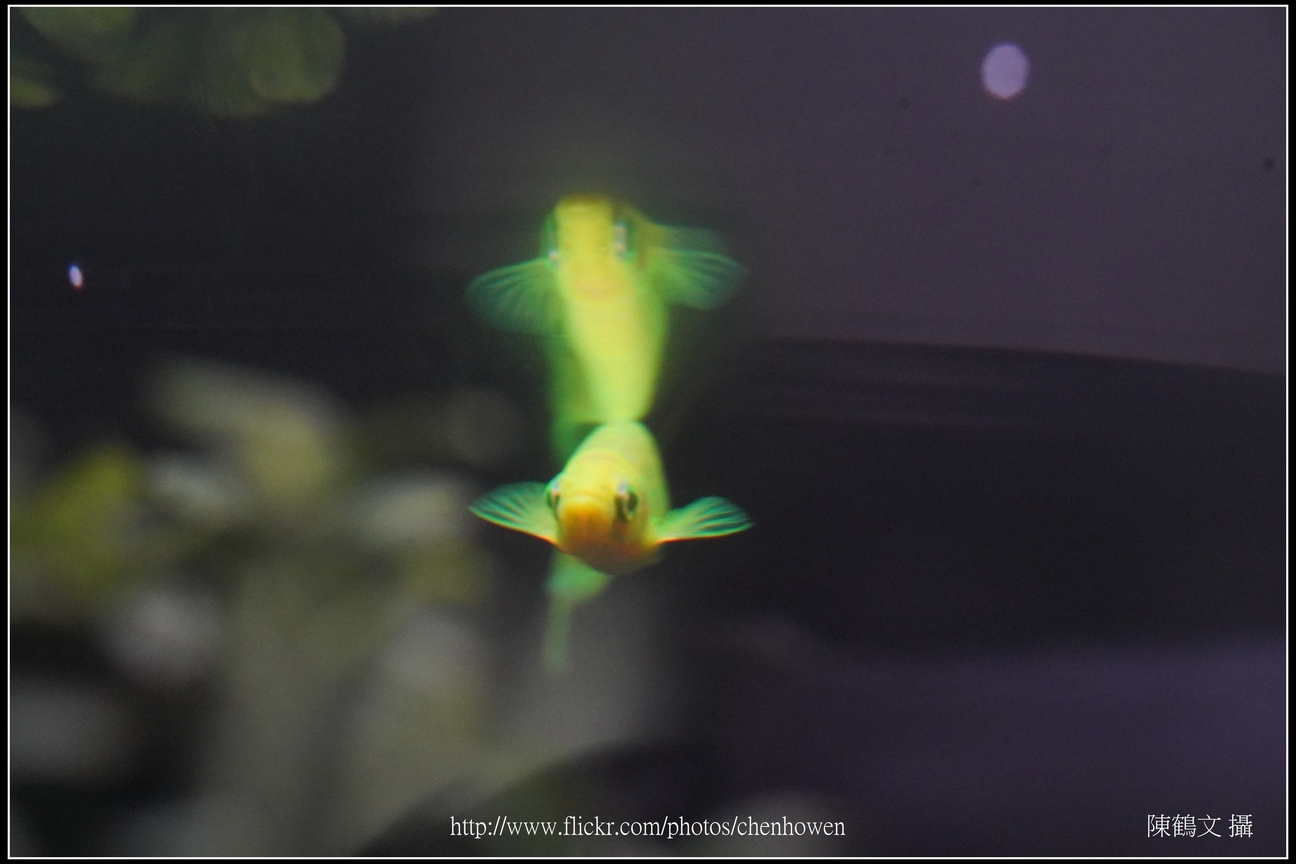 螢光斑馬魚_0134_Fluorescent Zebrafish.jpg