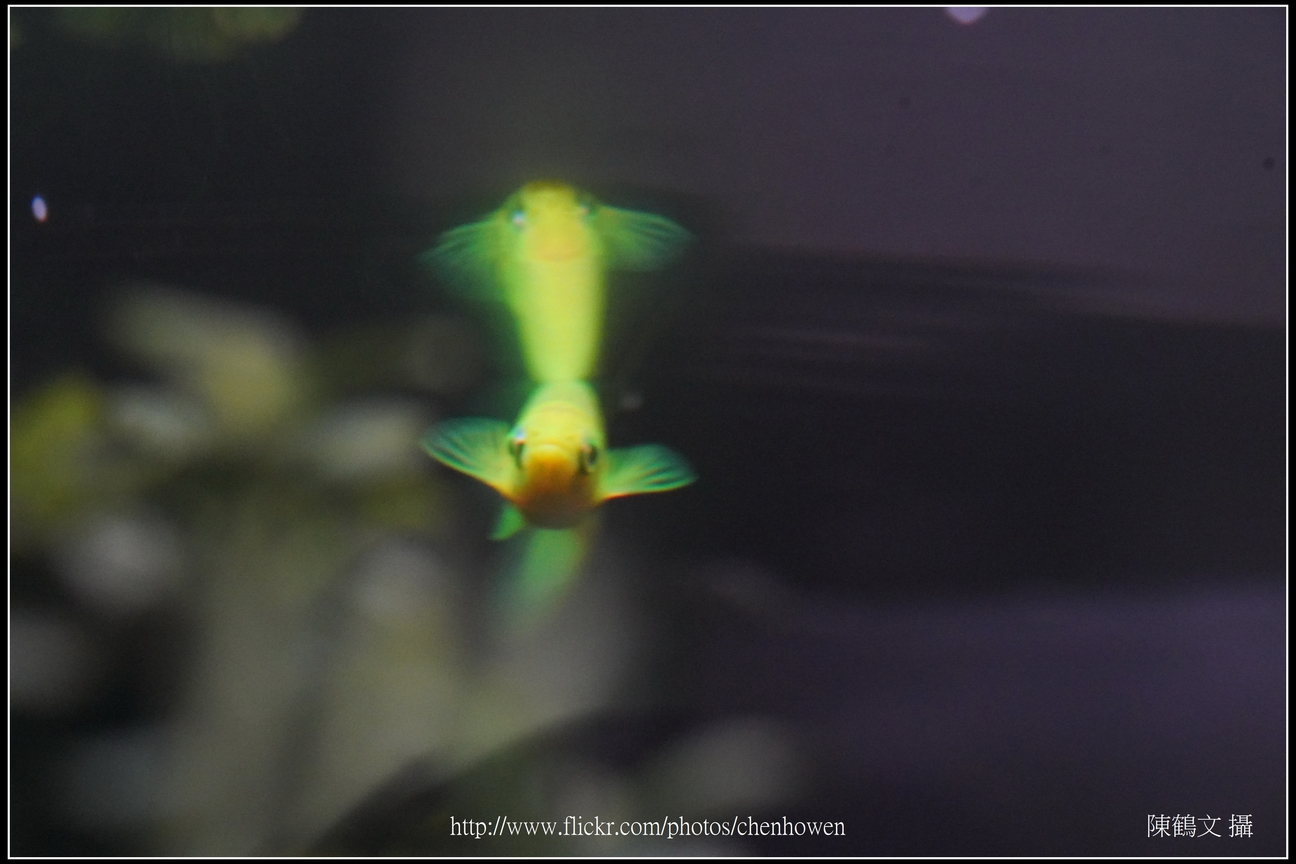 螢光斑馬魚_0133_Fluorescent Zebrafish.jpg