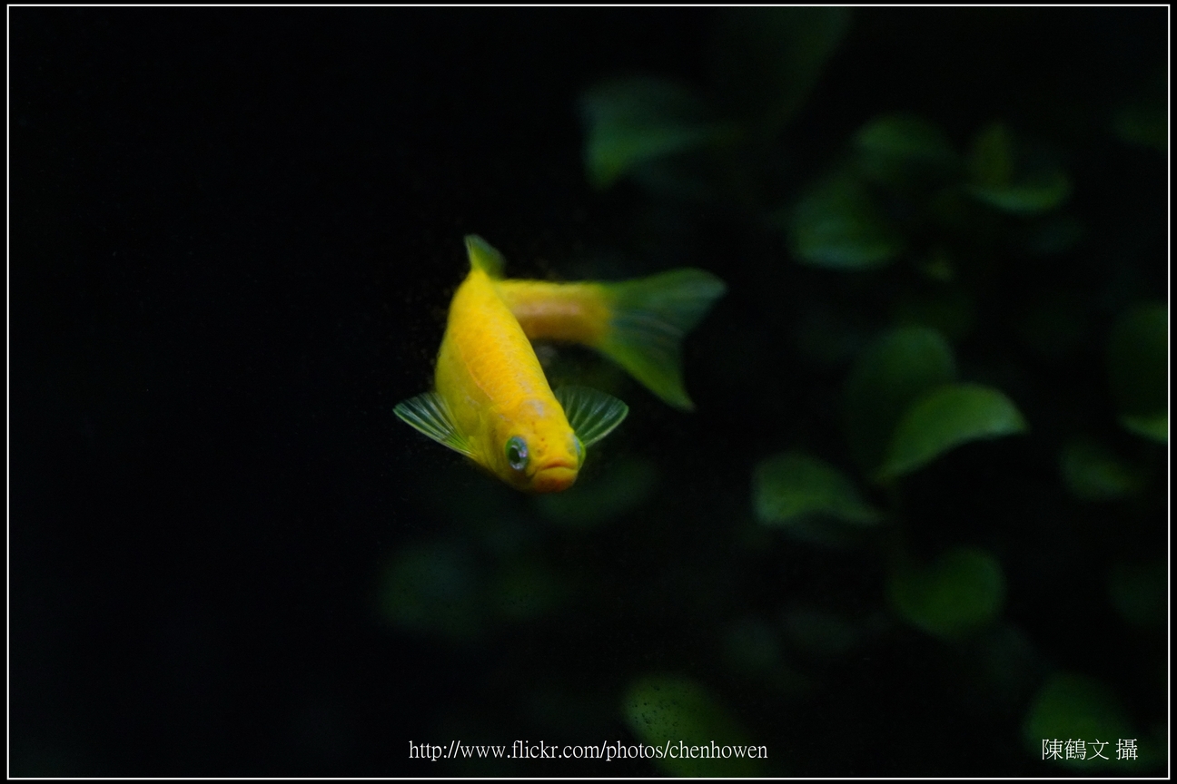 螢光斑馬魚_0117_Fluorescent Zebrafish.jpg