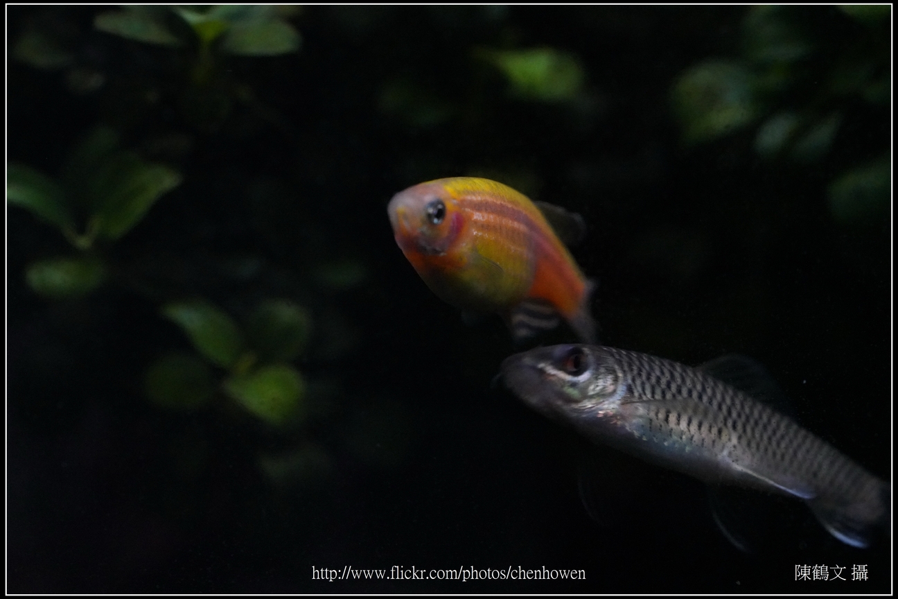 螢光斑馬魚_0116_Fluorescent Zebrafish.jpg