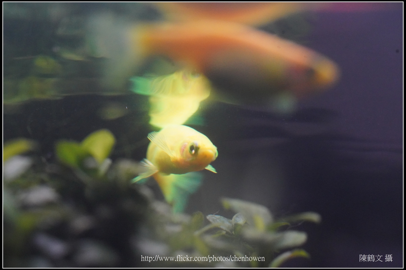螢光斑馬魚_0123_Fluorescent Zebrafish.jpg