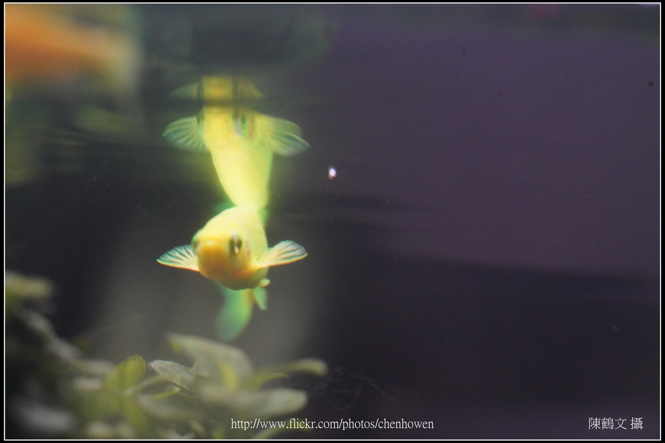 螢光斑馬魚_0122_Fluorescent Zebrafish.jpg