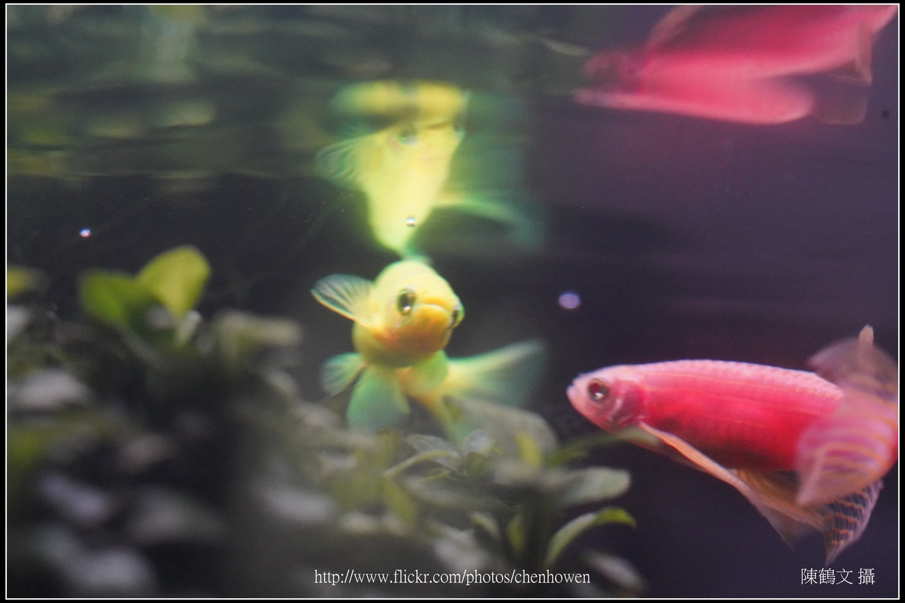 螢光斑馬魚_0125_Fluorescent Zebrafish.jpg