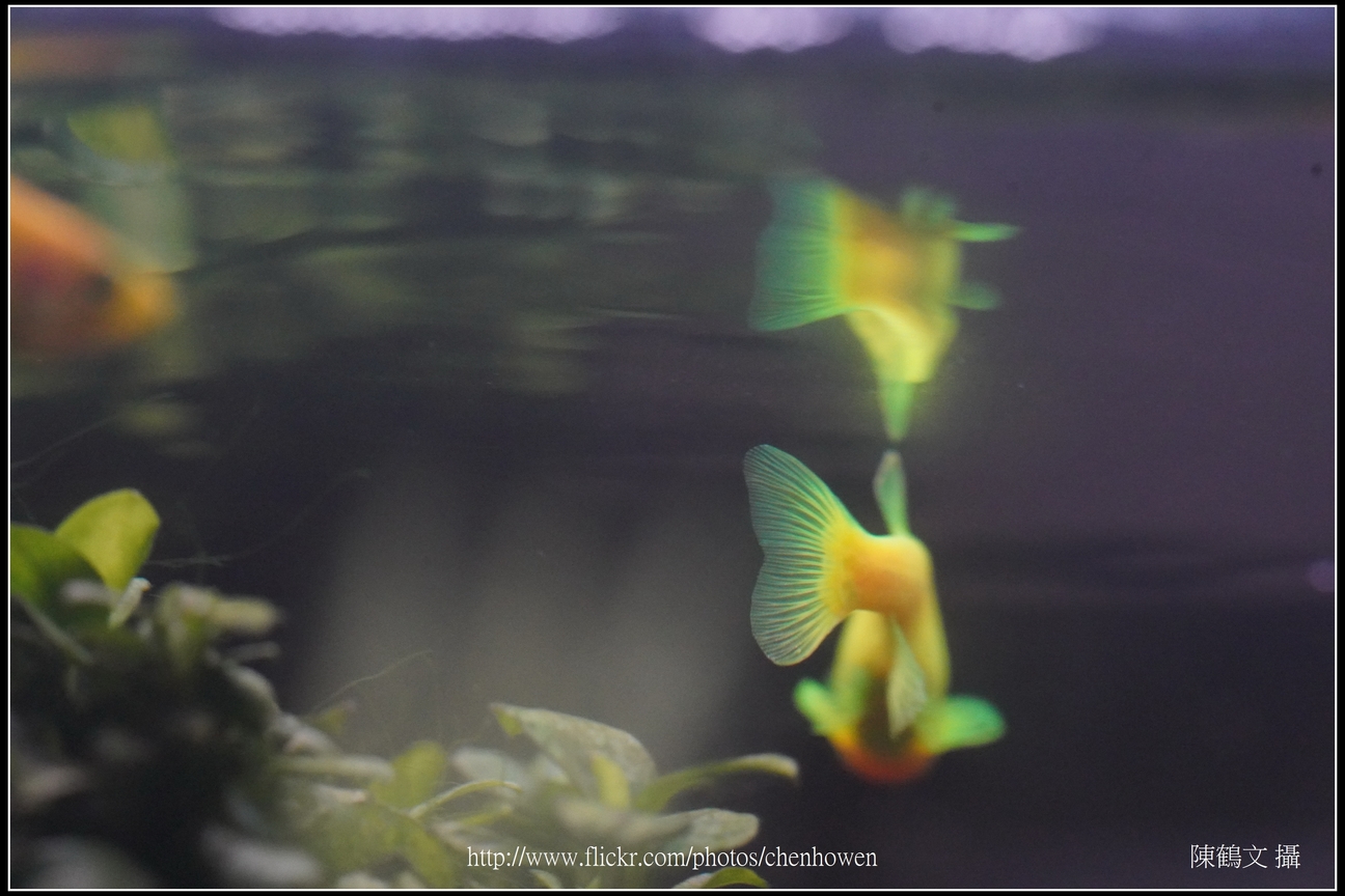 螢光斑馬魚_0124_Fluorescent Zebrafish.jpg