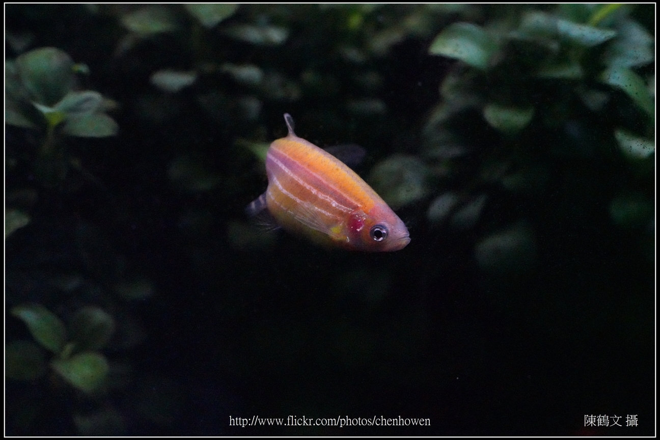 螢光斑馬魚_0090_Fluorescent Zebrafish.jpg