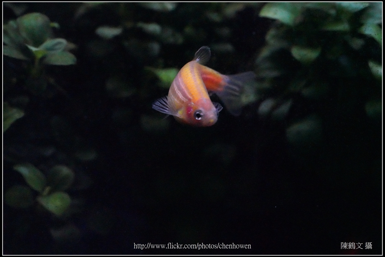 螢光斑馬魚_0089_Fluorescent Zebrafish.jpg