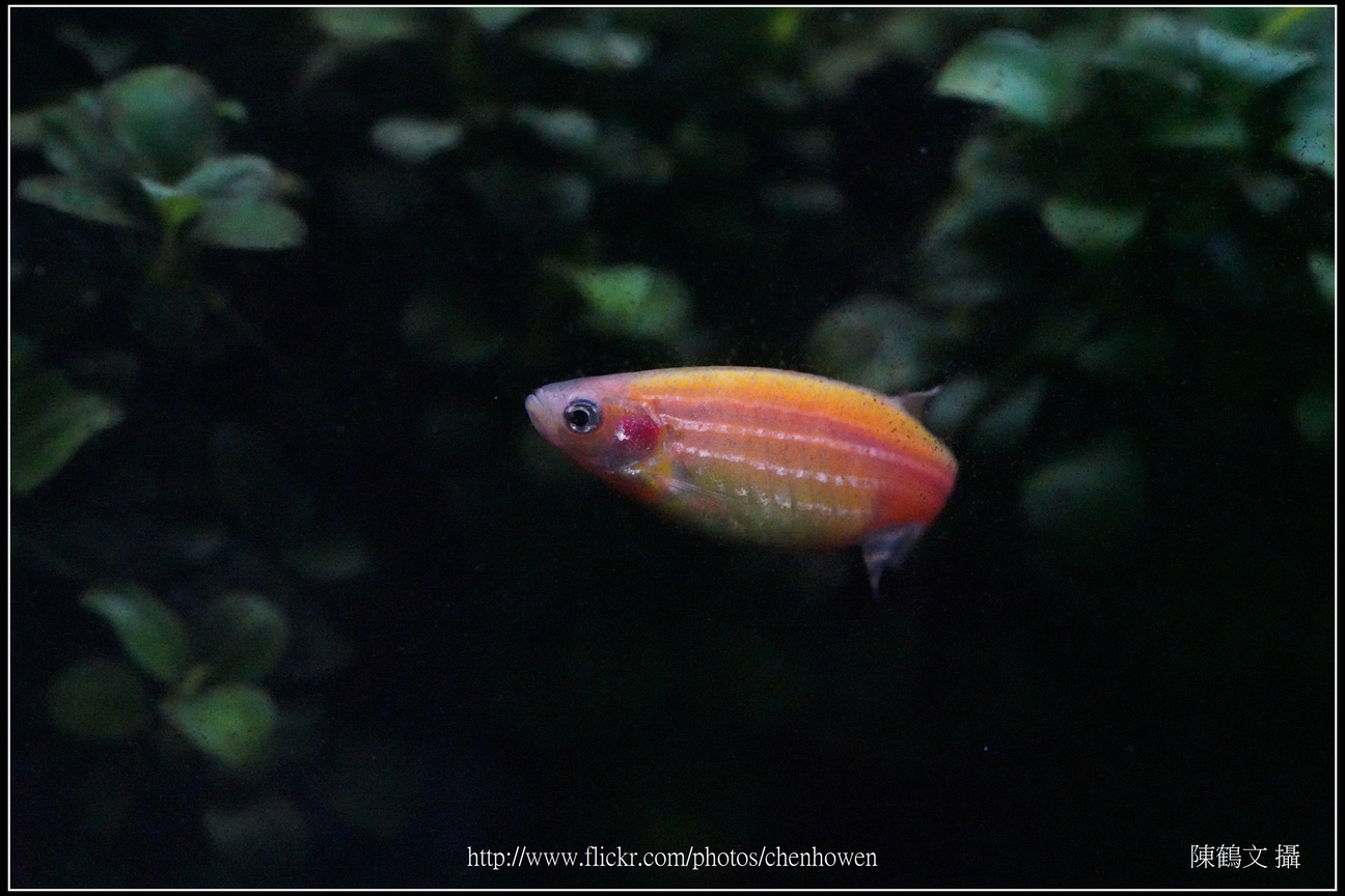 螢光斑馬魚_0092_Fluorescent Zebrafish.jpg