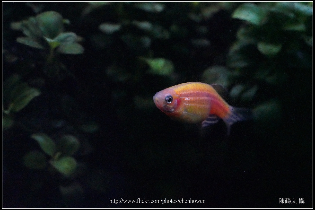 螢光斑馬魚_0091_Fluorescent Zebrafish.jpg
