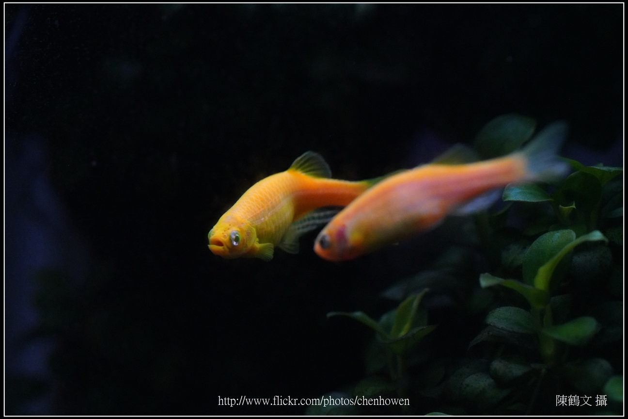螢光斑馬魚_0188_Fluorescent Zebrafish.jpg