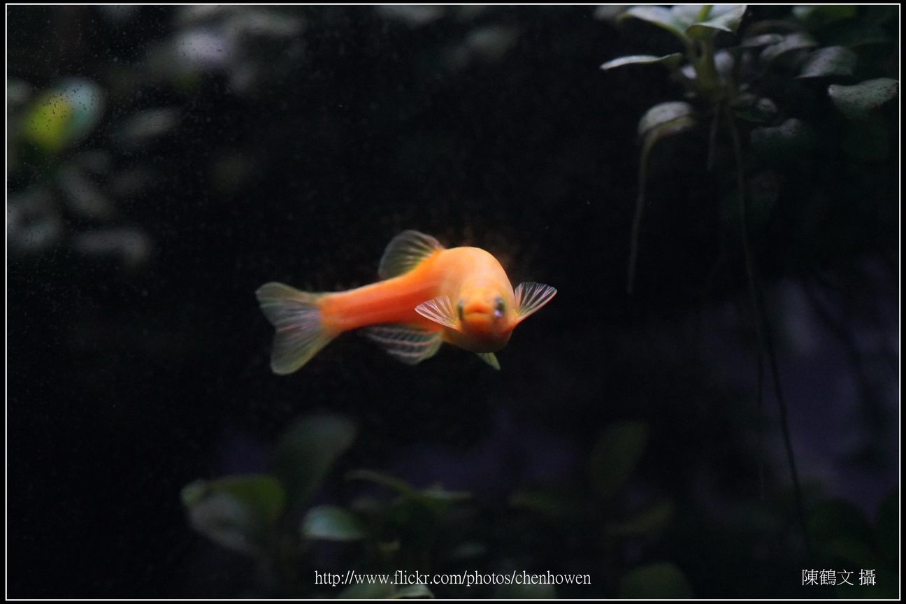 螢光斑馬魚_0187_Fluorescent Zebrafish.jpg