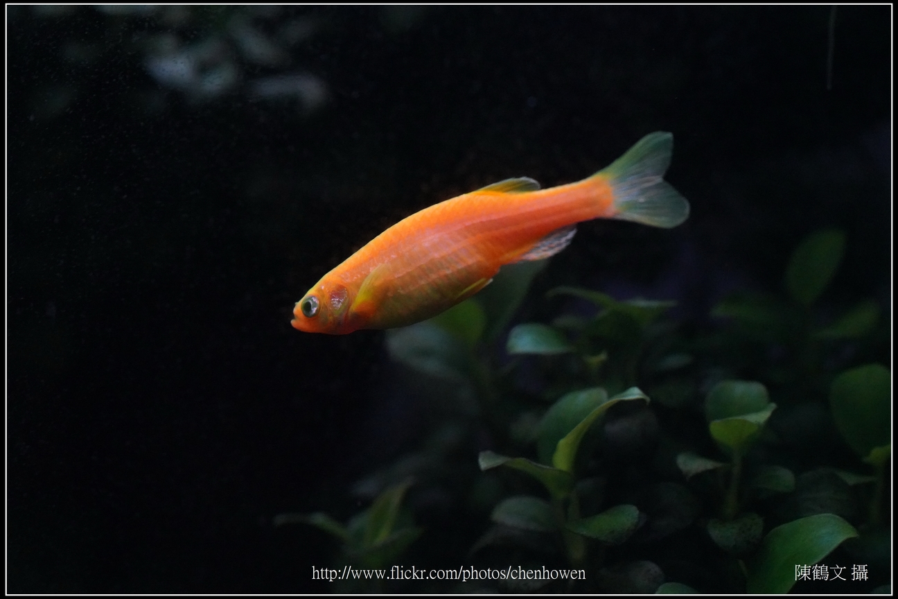 螢光斑馬魚_0190_Fluorescent Zebrafish.jpg