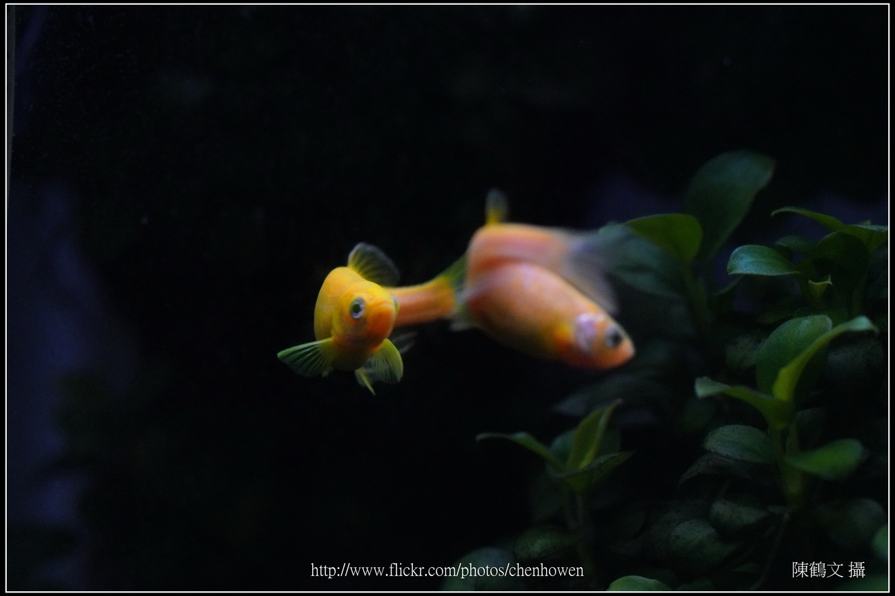 螢光斑馬魚_0189_Fluorescent Zebrafish.jpg